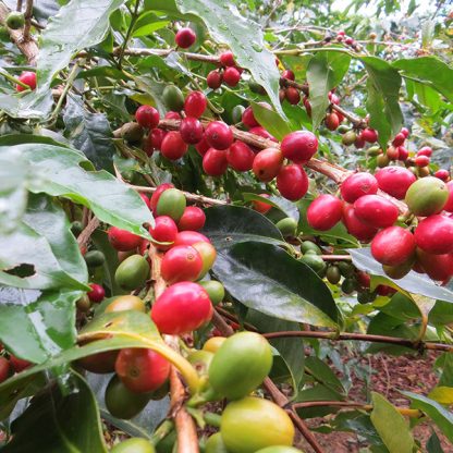 Beautiful ripening coffee cherries on the branch of a tree in the Bolivian Yungus Mountain region.