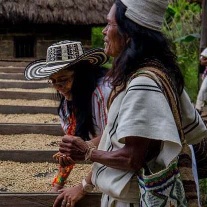 Coffee farmers in Colombia inspecting green coffee beans drying on raised beds