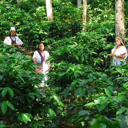 Two female and one male coffee producer standing in a lush coffee farm surrounded by coffee trees and mixed with shade trees