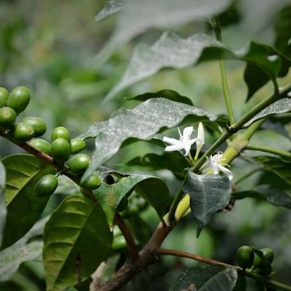 Coffee flowers in bloom in Guatemala