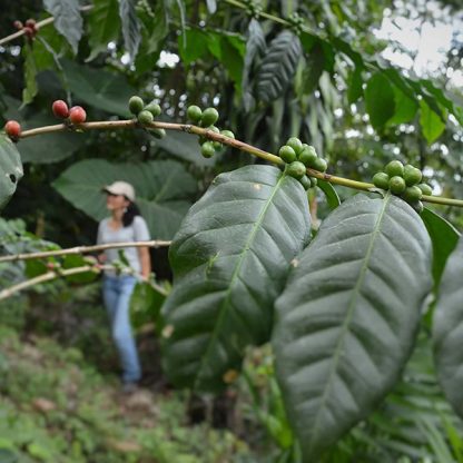 Green and red coffee cherries on the trees in Guatemala