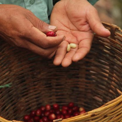A Mexican coffee farmer breaking a cherry open to show two wet green coffee beans inside