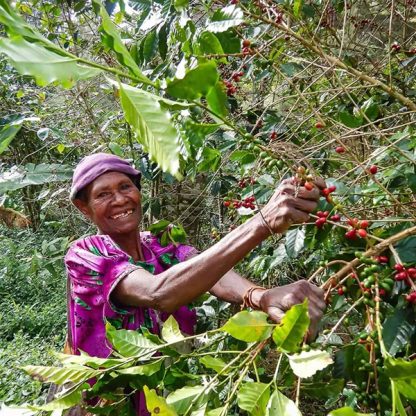 Coffee farmer picking ripe cherries in Papua New Guinea