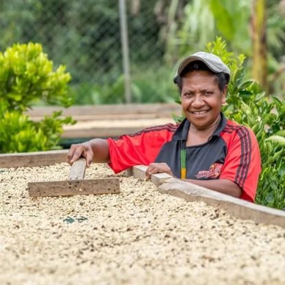 Coffee farmer raking green coffee on a raised bed in Papua New Guinea