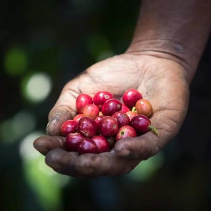 A handful of ripe coffee cherries from the Korgua Estate in Papua New Guinea