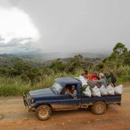 Transporting coffee on the back of a truck in the high elevation mountain regions in Papua New Guinea