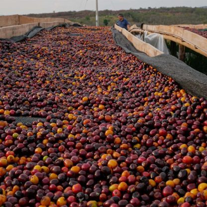 Freshly picked ripe red and orange coffee cherries laid out on raised drying beds in the Peru Cajamarca region