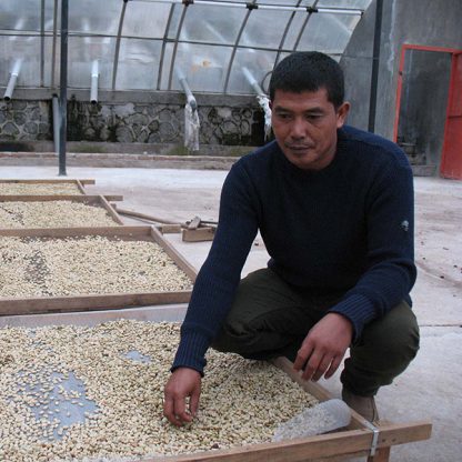 Sumatran coffee processor inspecting the coffee on raised drying beds