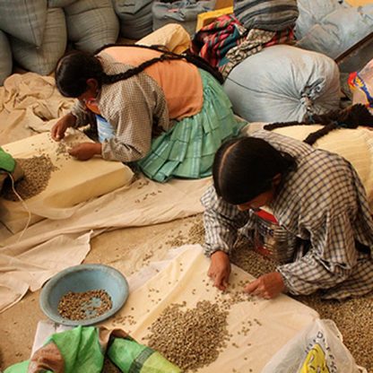 Female Bolivian coffee producers sitting on their knees and bent over sorting green coffee on ground mats