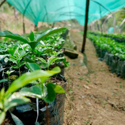 Close up view of a coffee plant seedling under a shade cloth in Peru