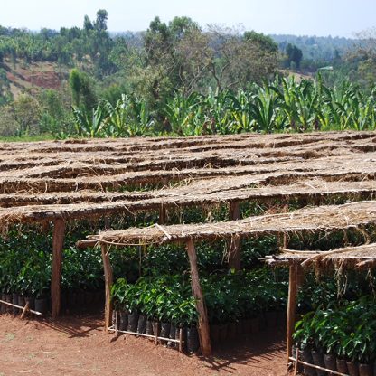 Coffee tree nurseries under shade structures made of wood and dried grass in Ethiopia