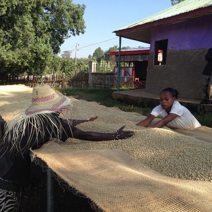 Two coffee producers turning green coffee beans using their hands and arms on a raised drying bed in Ethiopia