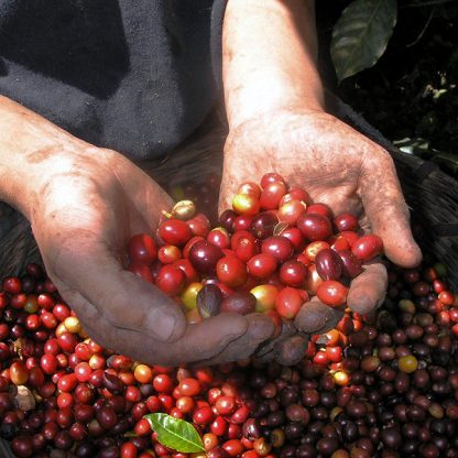 Ripe red cherries in a farmers' hand in Marcala, Honduras