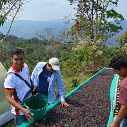 Coffee drying on raised beds in Peru Cajamarca