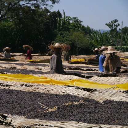 Natural process coffee drying on raised beds in Ethiopia while producers sort through them