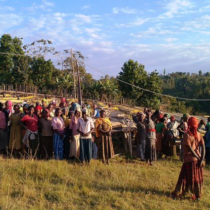A group of female coffee producers standing in front of raised bed for drying green coffee in Ethiopia