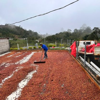 Coffee processing with the pulp intact on a patio at Finca Adolfo