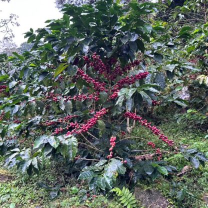 A coffee tree at Finca Adolfo with plenty of ripe red cherries on its branches