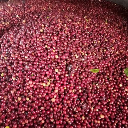 A large collection of ripe, red coffee cherries that were hand-picked in Honduras, Comayagua for this microlot