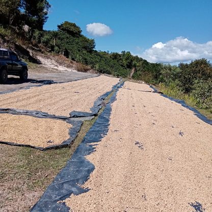 Honey process coffee beans drying in the sun on black, plastic tarps for this microlot coffee from Honduras, Comayagua