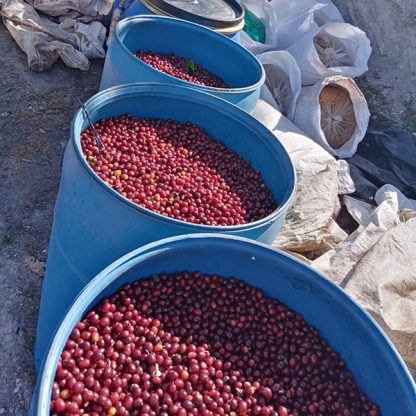 Coffee cherries from this Honduran microlot fermenting in blue vats before being depulped.