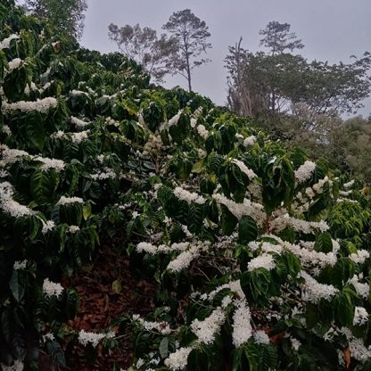 Flowering coffee plants on finca Las Flores, Comayagua, Honduras.