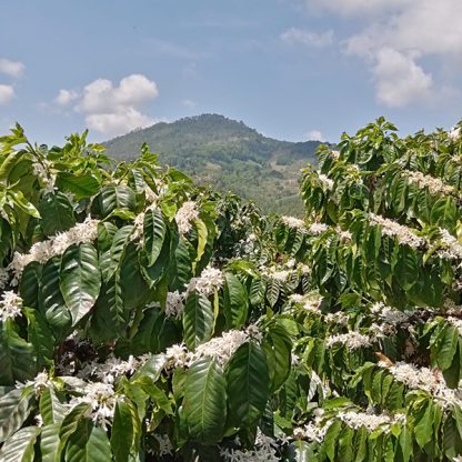 A view of flowering coffee trees in the high elevation, mountainous region of Comayagua, Honduras.