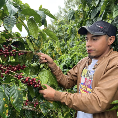 Coffee grower, Josue Ariel Funez, showing his fruiting coffee trees with ripe red coffee cherries on the branches.