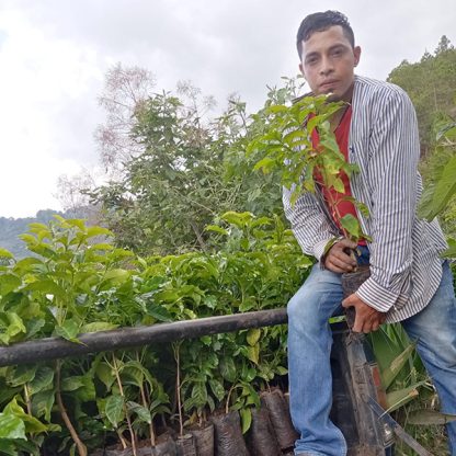 Coffee farmer, Josue Ariel Funzes, holding a healthy looking arabics coffee seedling on the back of a pick-up truck.