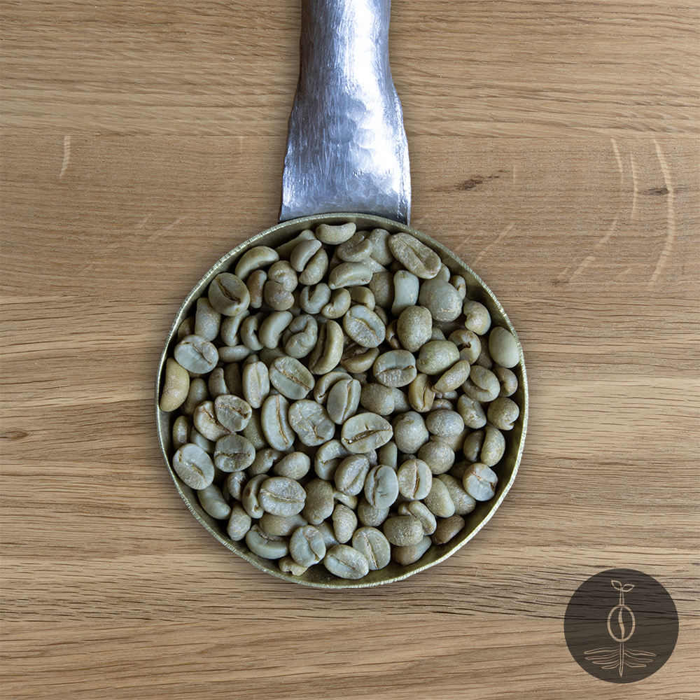 Close-up shot of Bolivia Yungus Mountain green (raw) coffee beans in a handmade scoop with a wooden cutting board background.
