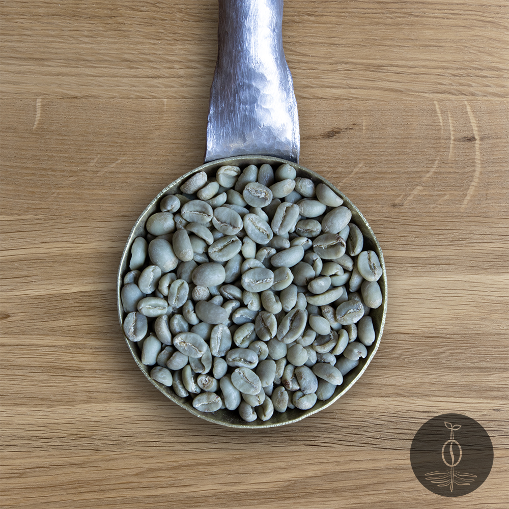 Close-up shot of Ethiopia Yirgacheffe green (raw) coffee beans in a handmade scoop with a wooden cutting board background.