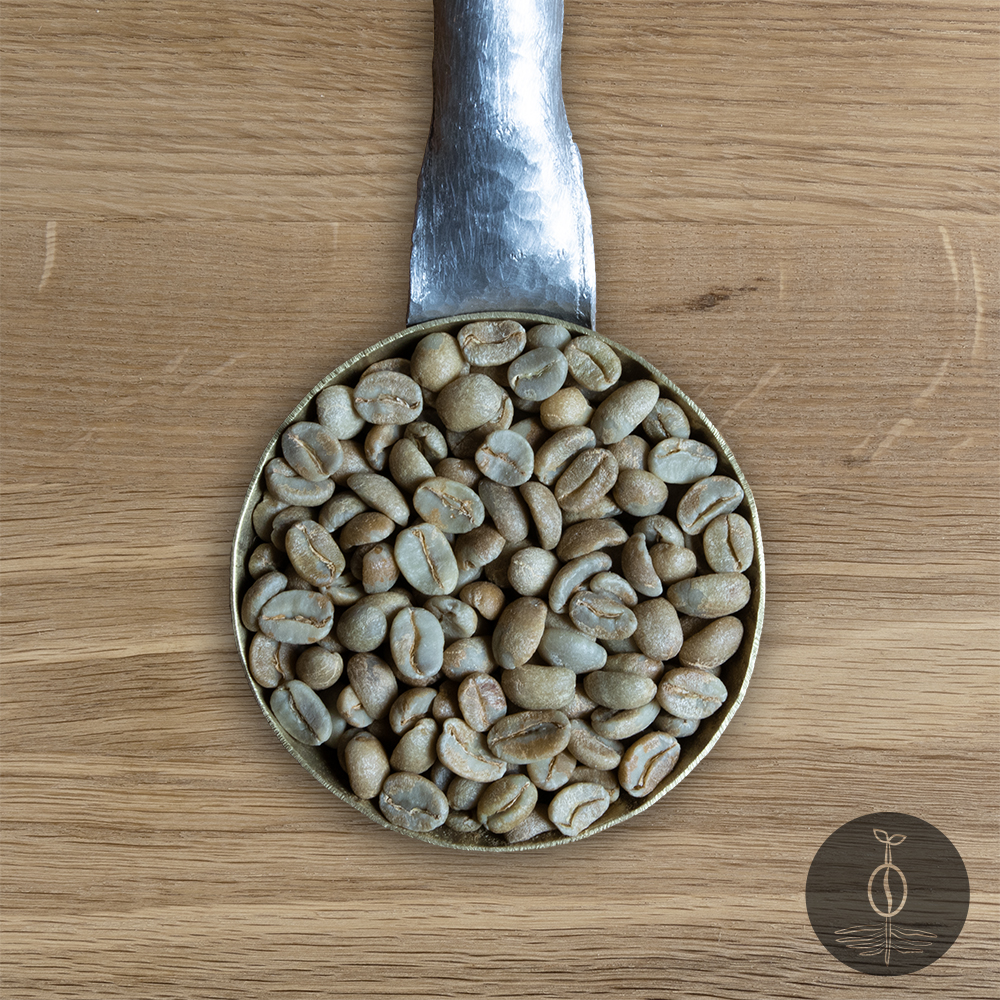 Close-up shot of Peru Cajamarca green (raw) coffee beans in a handmade scoop with a wooden cutting board background.